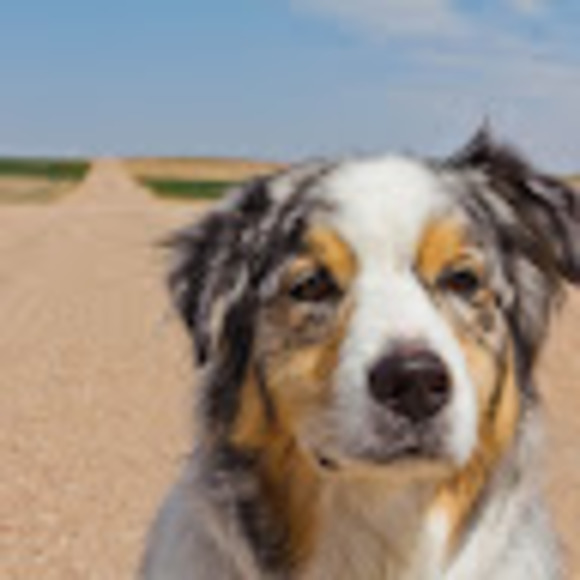 Meet your Posher, Em. - Picture 1 of 1